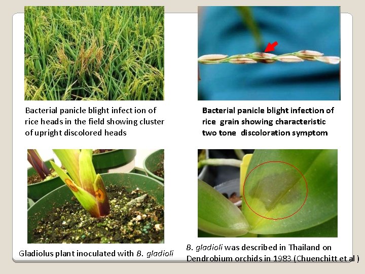 Bacterial panicle blight infect ion of rice heads in the field showing cluster of