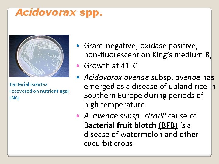 Acidovorax spp. Bacterial isolates recovered on nutrient agar (NA) • Gram-negative, oxidase positive, non-fluorescent