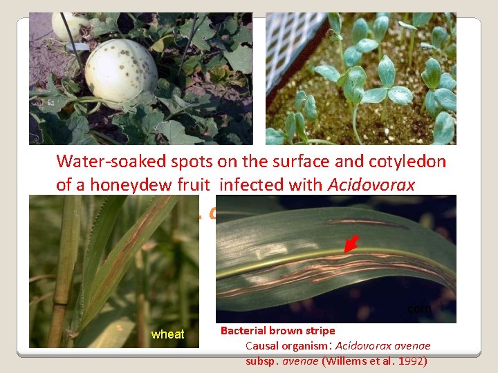 Water-soaked spots on the surface and cotyledon of a honeydew fruit infected with Acidovorax