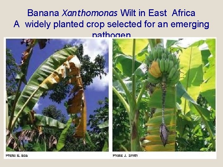 Banana Xanthomonas Wilt in East Africa A widely planted crop selected for an emerging