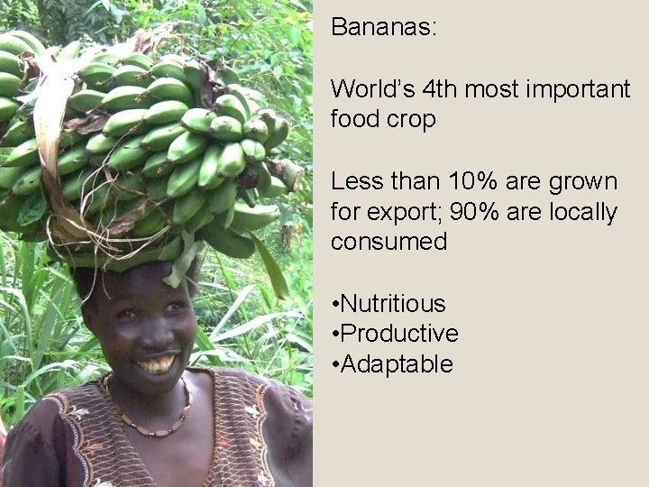Bananas: World’s 4 th most important food crop Less than 10% are grown for