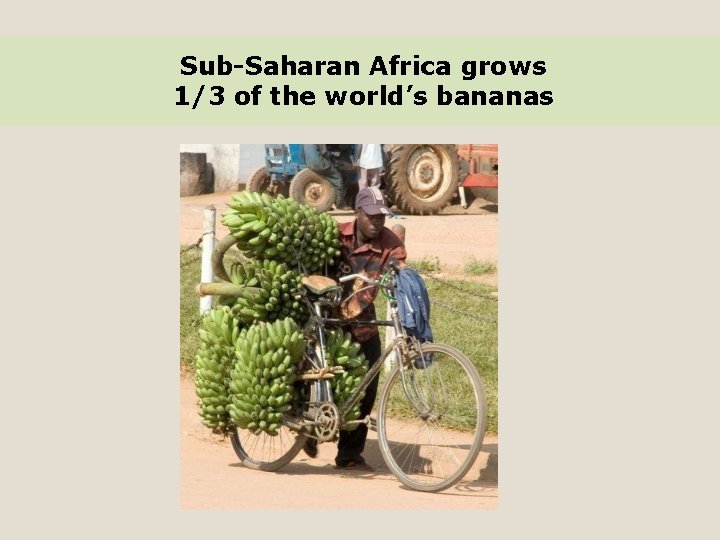 Sub-Saharan Africa grows 1/3 of the world’s bananas 