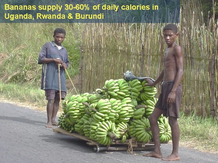 Bananas supply 30 -60% of daily calories in Uganda, Rwanda & Burundi 