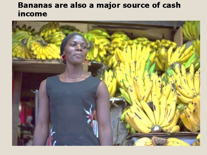 Bananas are also a major source of cash income 