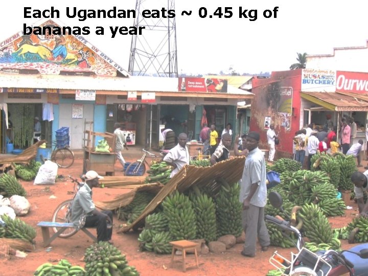 Each Ugandan eats ~ 0. 45 kg of bananas a year 