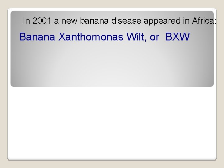 In 2001 a new banana disease appeared in Africa: Banana Xanthomonas Wilt, or BXW