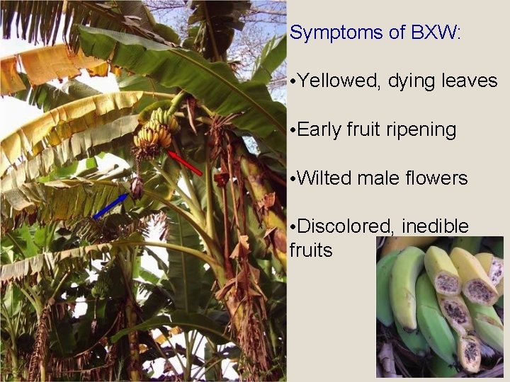 Symptoms of BXW: • Yellowed, dying leaves • Early fruit ripening • Wilted male