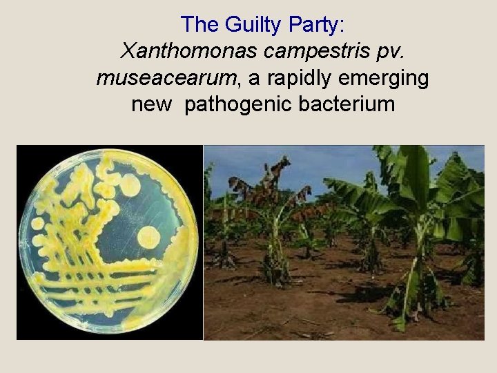 The Guilty Party: Xanthomonas campestris pv. museacearum, a rapidly emerging new pathogenic bacterium 