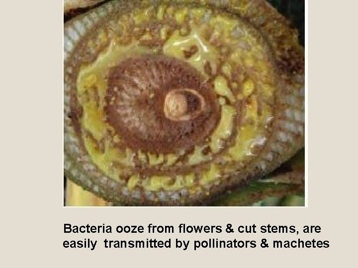 Bacteria ooze from flowers & cut stems, are easily transmitted by pollinators & machetes