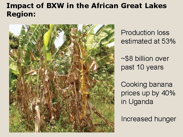 Impact of BXW in the African Great Lakes Region: Production loss estimated at 53%