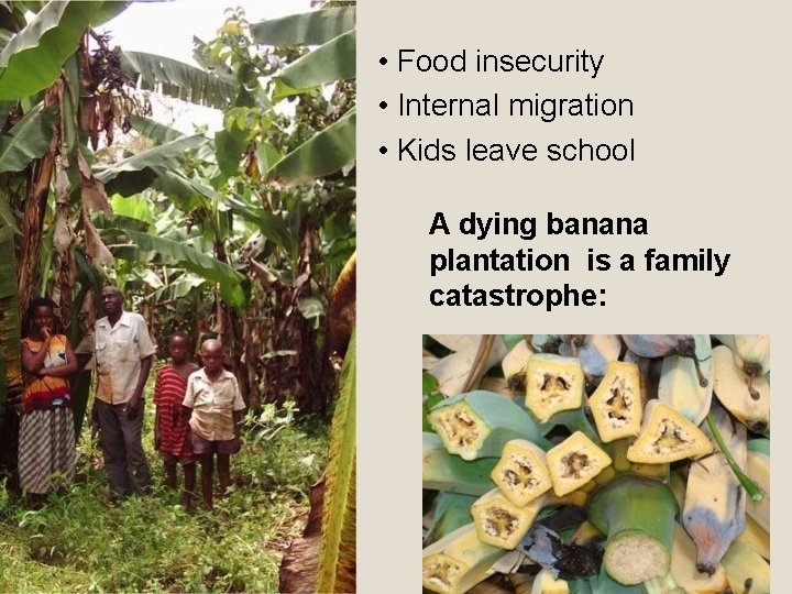  • Food insecurity • Internal migration • Kids leave school A dying banana