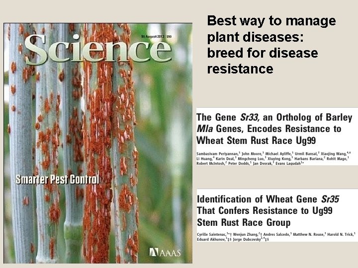 Best way to manage plant diseases: breed for disease resistance 