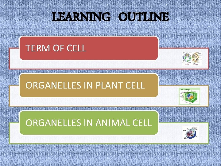 LEARNING OUTLINE TERM OF CELL ORGANELLES IN PLANT CELL ORGANELLES IN ANIMAL CELL 