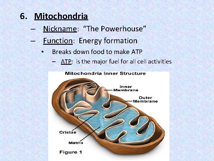 6. Mitochondria – Nickname: “The Powerhouse” – Function: Energy formation • Breaks down food