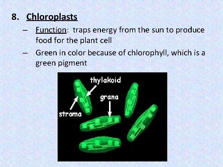 8. Chloroplasts – Function: traps energy from the sun to produce food for the