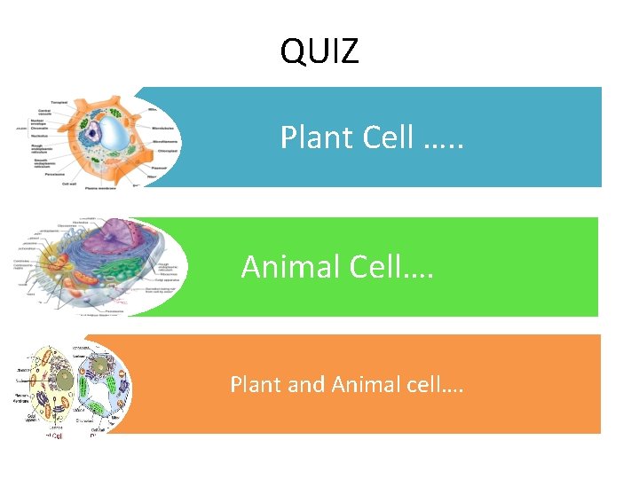 QUIZ Plant Cell …. . Animal Cell…. Plant and Animal cell…. 