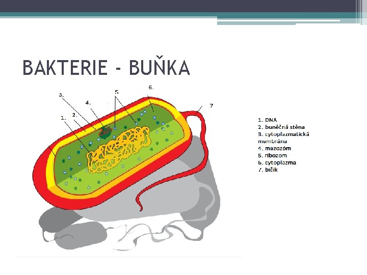 BAKTERIE - BUŇKA 