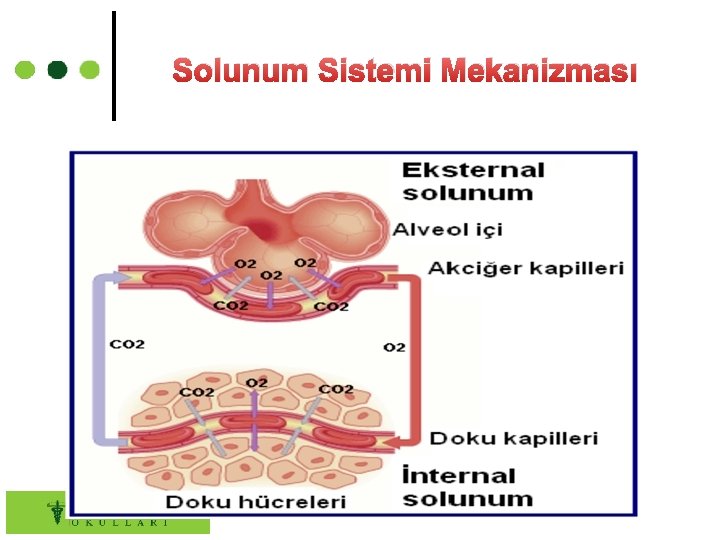 Solunum Sistemi Mekanizması 