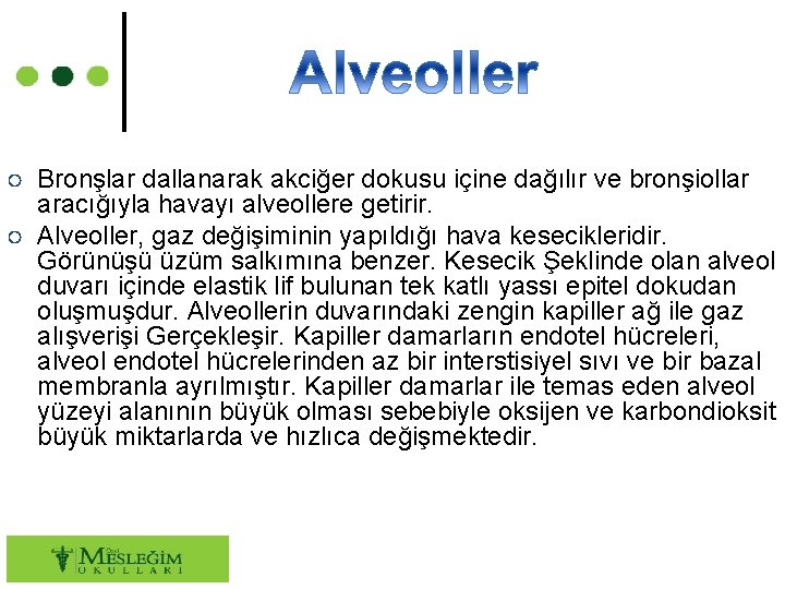 ○ Bronşlar dallanarak akciğer dokusu içine dağılır ve bronşiollar aracığıyla havayı alveollere getirir. ○