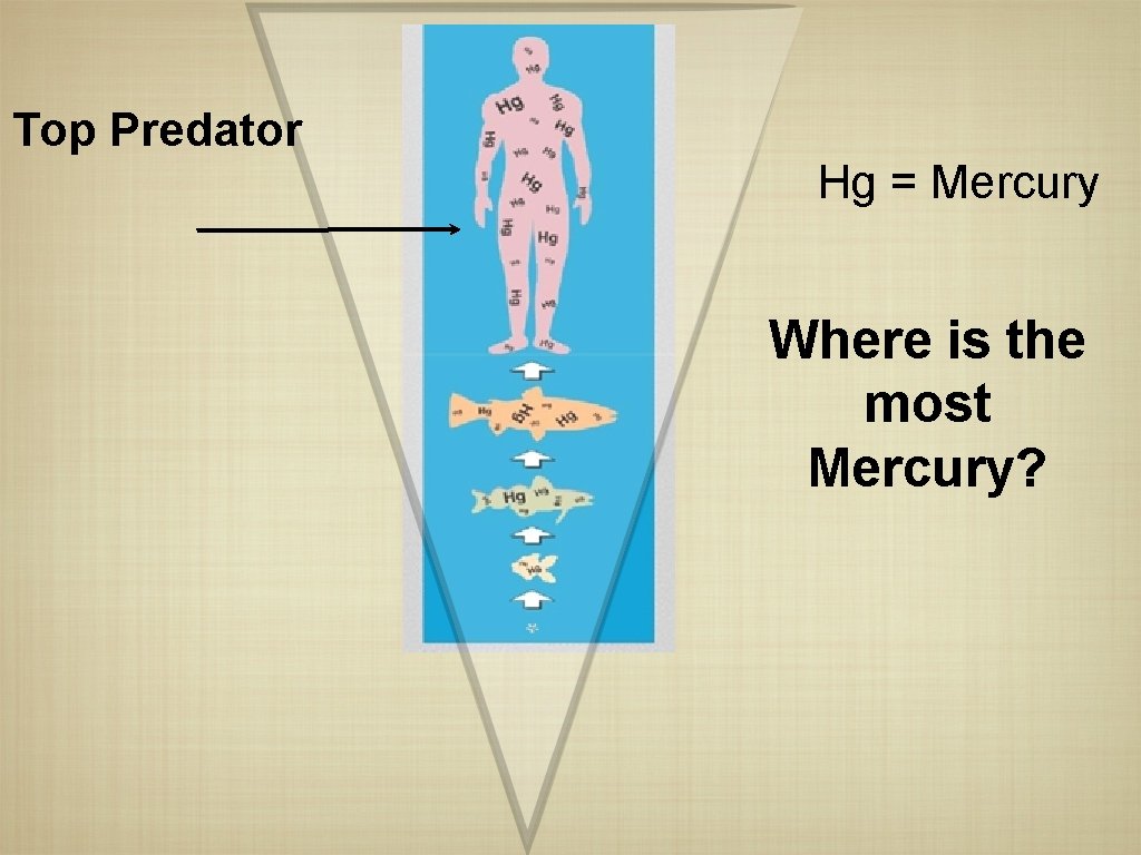 Top Predator Hg = Mercury Where is the most Mercury? 