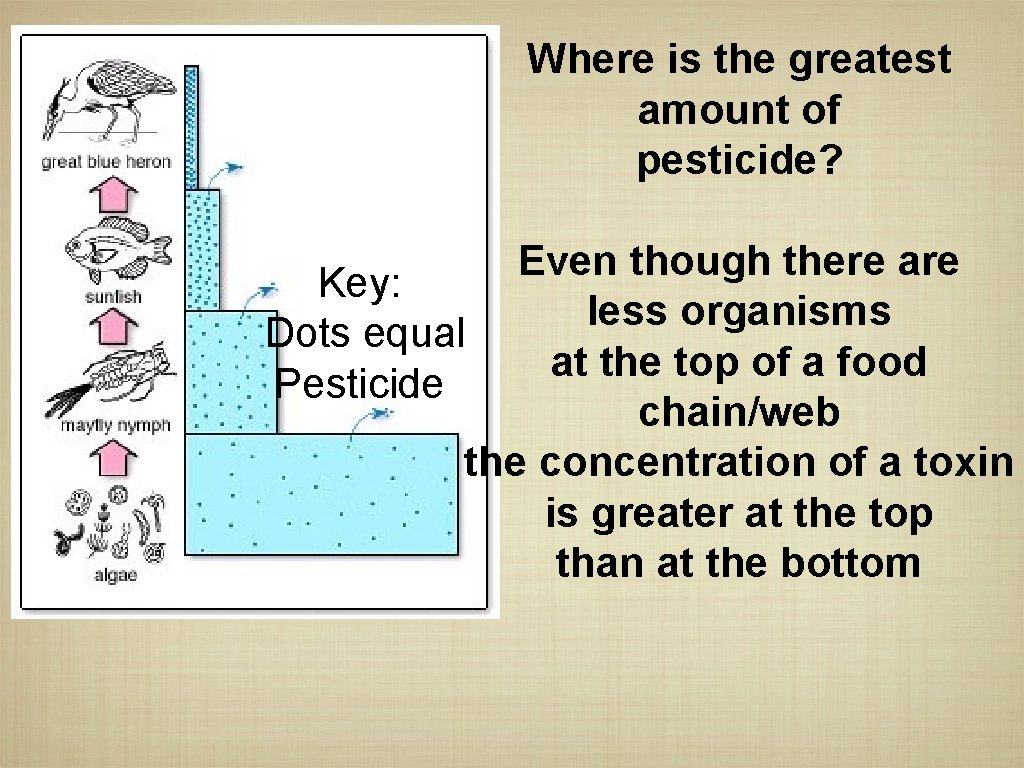 Where is the greatest amount of pesticide? Even though there are Key: less organisms