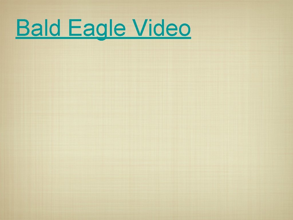 Bald Eagle Video 