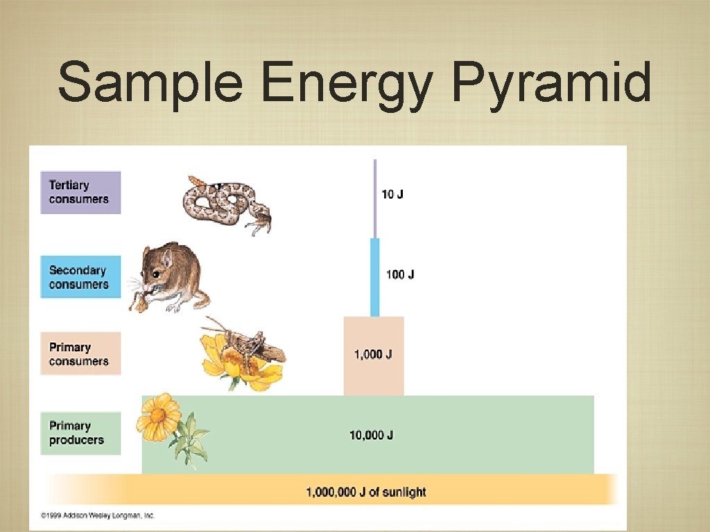 Sample Energy Pyramid 