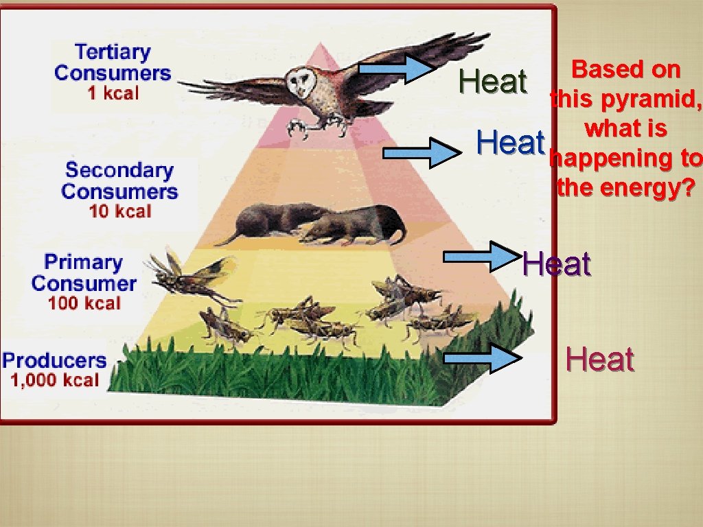Based on Heat this pyramid, what is Heat happening to the energy? Heat 