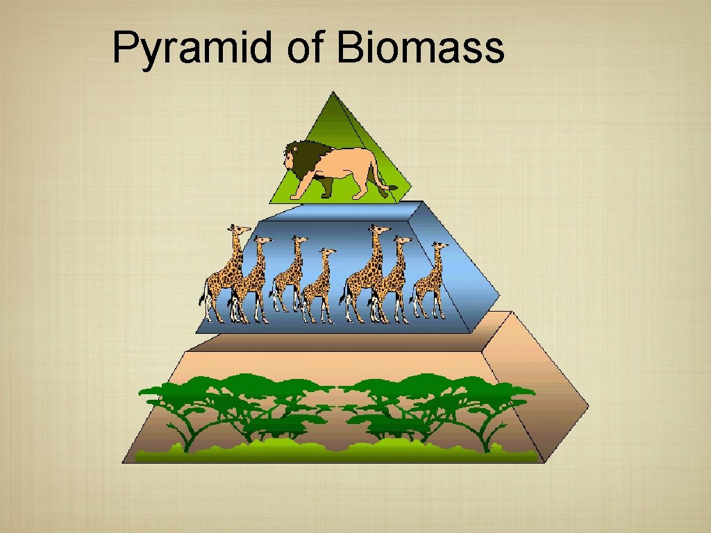Pyramid of Biomass 
