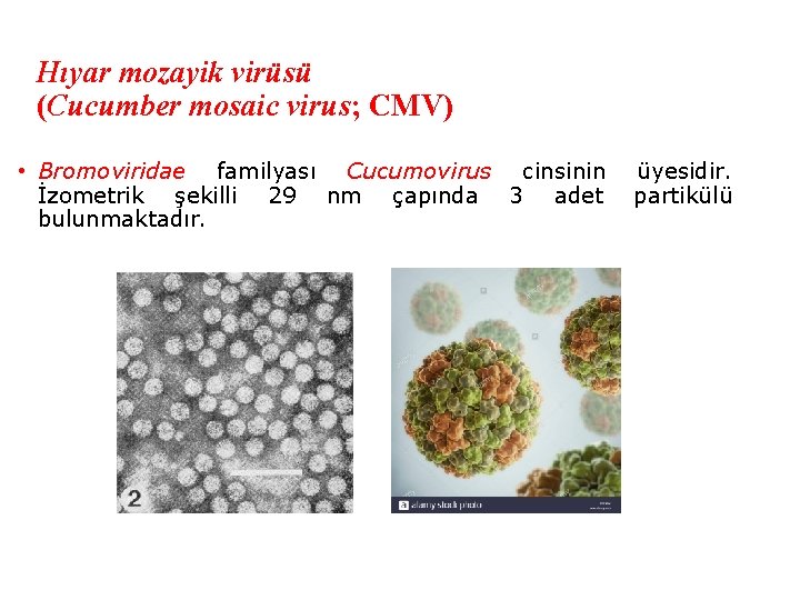 Hıyar mozayik virüsü (Cucumber mosaic virus; CMV) • Bromoviridae familyası Cucumovirus cinsinin İzometrik şekilli