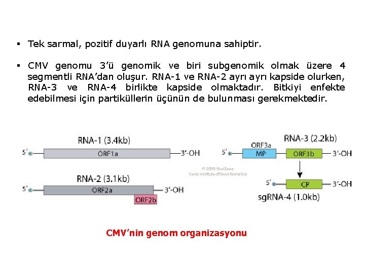 § Tek sarmal, pozitif duyarlı RNA genomuna sahiptir. § CMV genomu 3’ü genomik ve