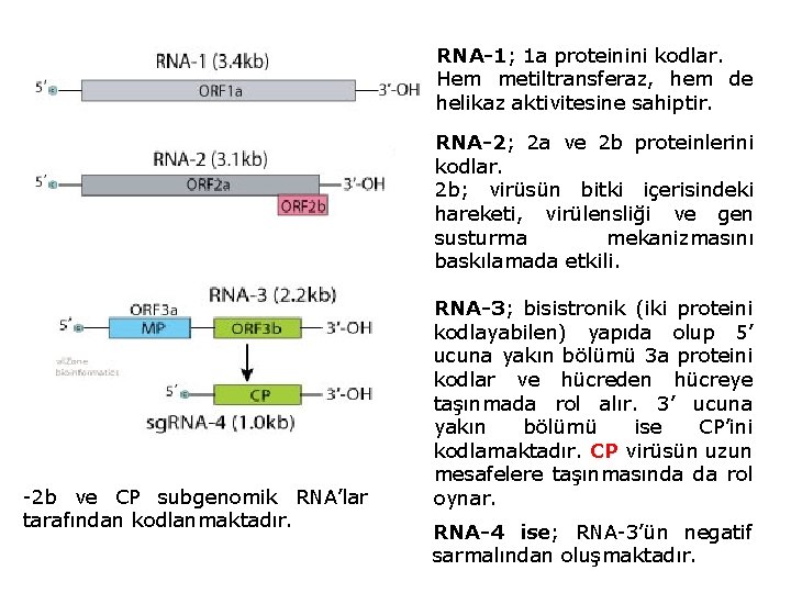 RNA-1; 1 a proteinini kodlar. Hem metiltransferaz, hem de helikaz aktivitesine sahiptir. RNA-2; 2