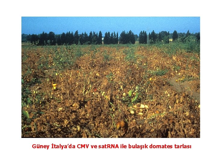 Güney İtalya’da CMV ve sat. RNA ile bulaşık domates tarlası 