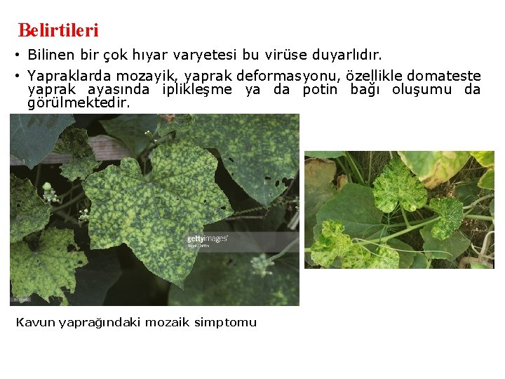 Belirtileri • Bilinen bir çok hıyar varyetesi bu virüse duyarlıdır. • Yapraklarda mozayik, yaprak