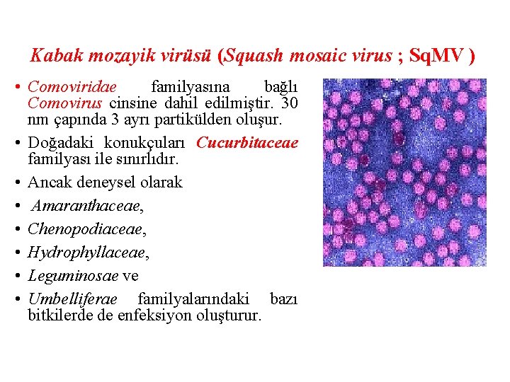 Kabak mozayik virüsü (Squash mosaic virus ; Sq. MV ) • Comoviridae familyasına bağlı
