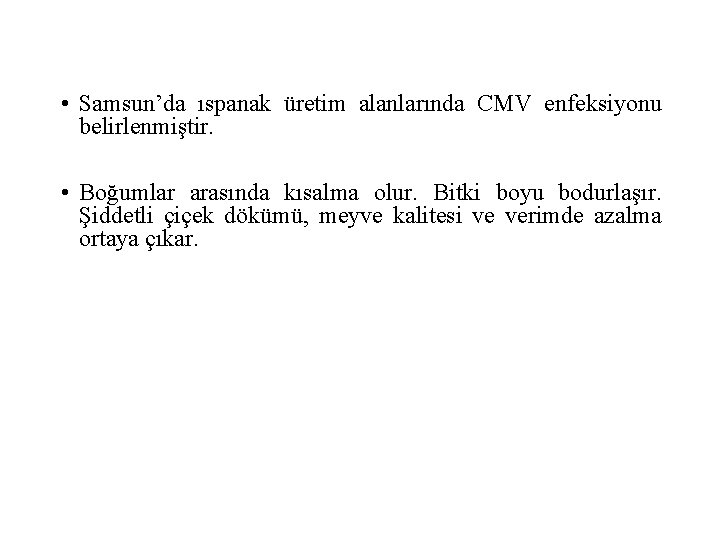  • Samsun’da ıspanak üretim alanlarında CMV enfeksiyonu belirlenmiştir. • Boğumlar arasında kısalma olur.