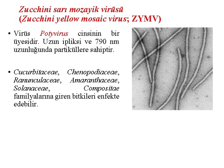 Zucchini sarı mozayik virüsü (Zucchini yellow mosaic virus; ZYMV) • Virüs Potyvirus cinsinin bir