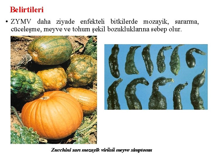 Belirtileri • ZYMV daha ziyade enfekteli bitkilerde mozayik, sararma, cüceleşme, meyve ve tohum şekil