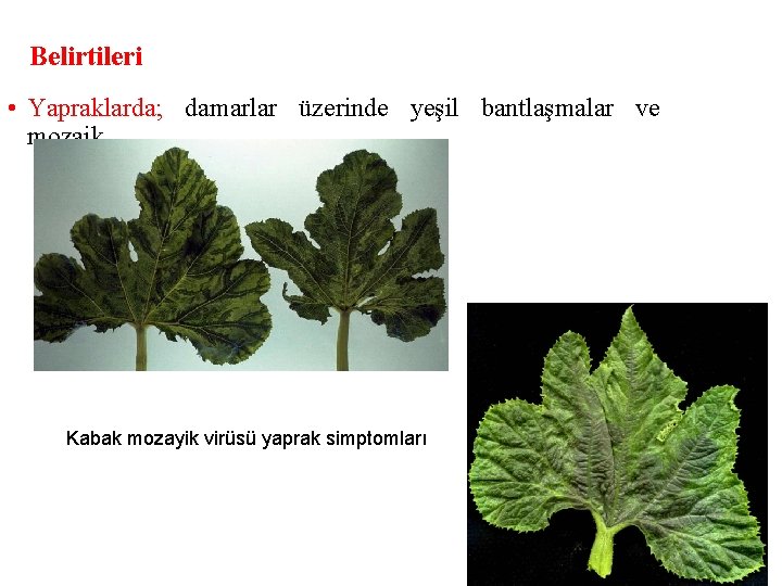 Belirtileri • Yapraklarda; damarlar üzerinde yeşil bantlaşmalar ve mozaik, Kabak mozayik virüsü yaprak simptomları