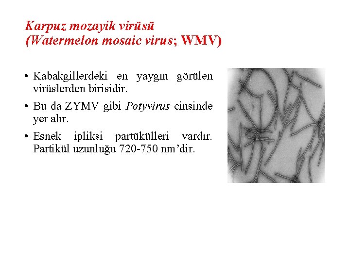 Karpuz mozayik virüsü (Watermelon mosaic virus; WMV) • Kabakgillerdeki en yaygın görülen virüslerden birisidir.