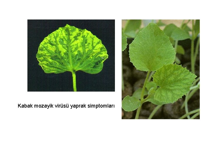 Kabak mozayik virüsü yaprak simptomları 