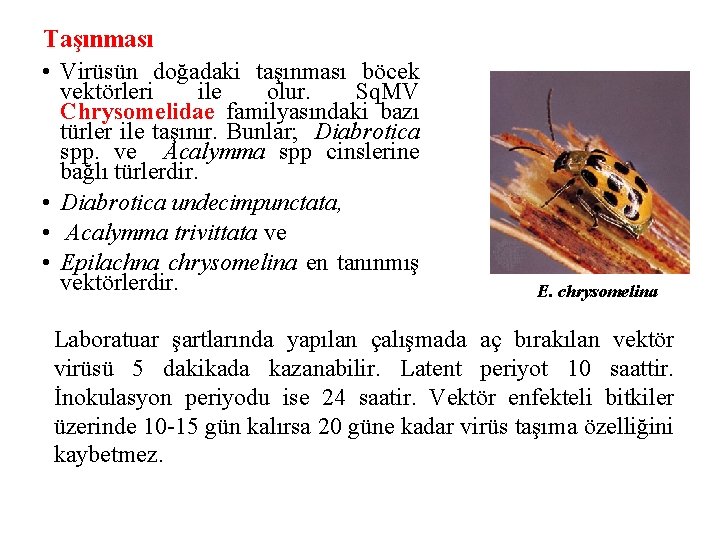 Taşınması • Virüsün doğadaki taşınması böcek vektörleri ile olur. Sq. MV Chrysomelidae familyasındaki bazı