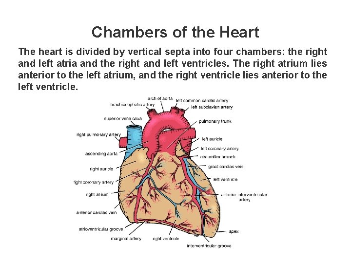 Chambers of the Heart The heart is divided by vertical septa into four chambers: