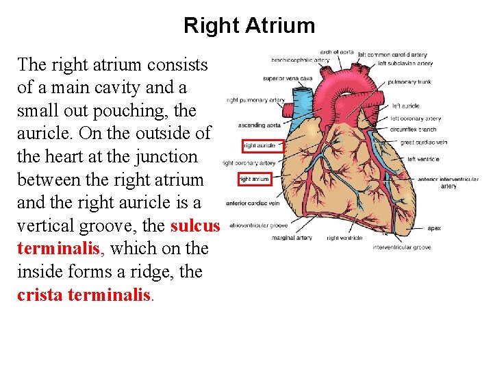 Right Atrium The right atrium consists of a main cavity and a small out