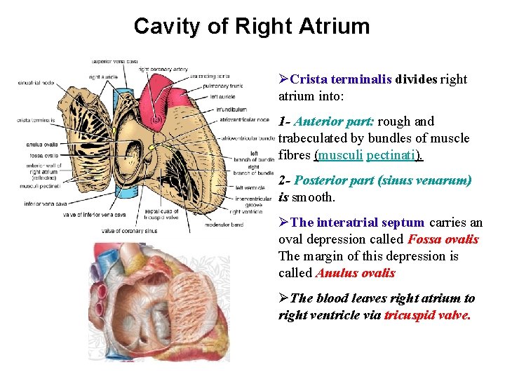 Cavity of Right Atrium ØCrista terminalis divides right atrium into: 1 - Anterior part: