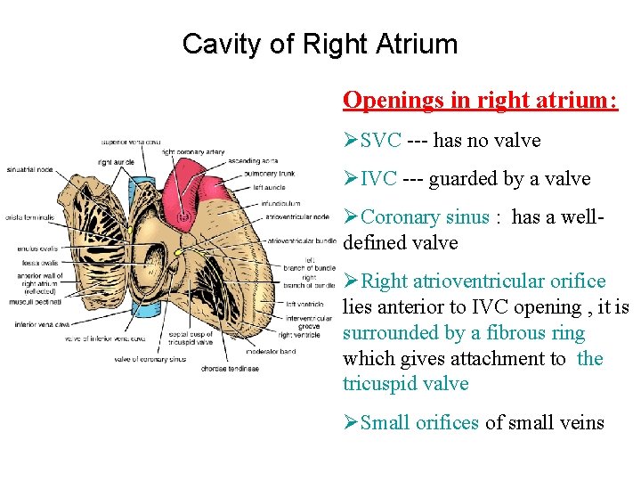 Cavity of Right Atrium Openings in right atrium: ØSVC --- has no valve ØIVC