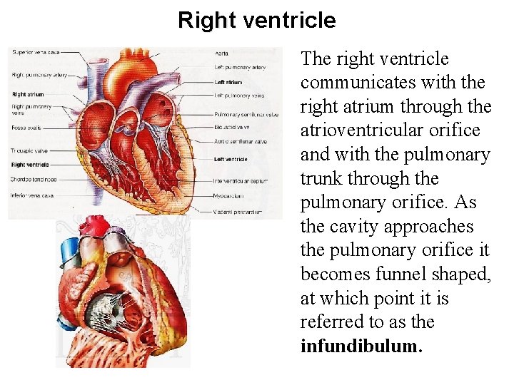 Right ventricle The right ventricle communicates with the right atrium through the atrioventricular orifice