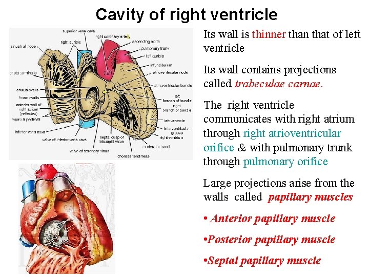 Cavity of right ventricle Its wall is thinner than that of left ventricle Its