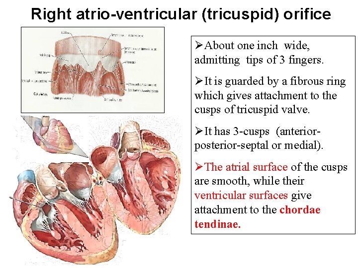 Right atrio-ventricular (tricuspid) orifice ØAbout one inch wide, admitting tips of 3 fingers. ØIt