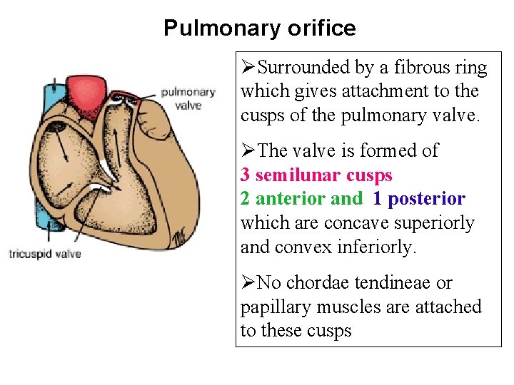 Pulmonary orifice ØSurrounded by a fibrous ring which gives attachment to the cusps of
